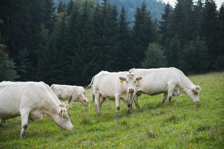Telata sají mléko 6 měsíců, pak jdou do kopců, foto: M. Indruch