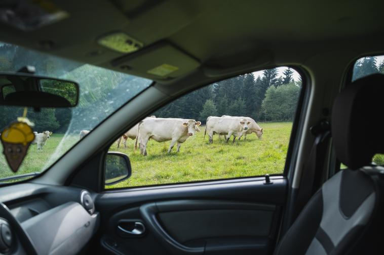 Auta si krávy téměř nevšímají, foto: Martin Indruch